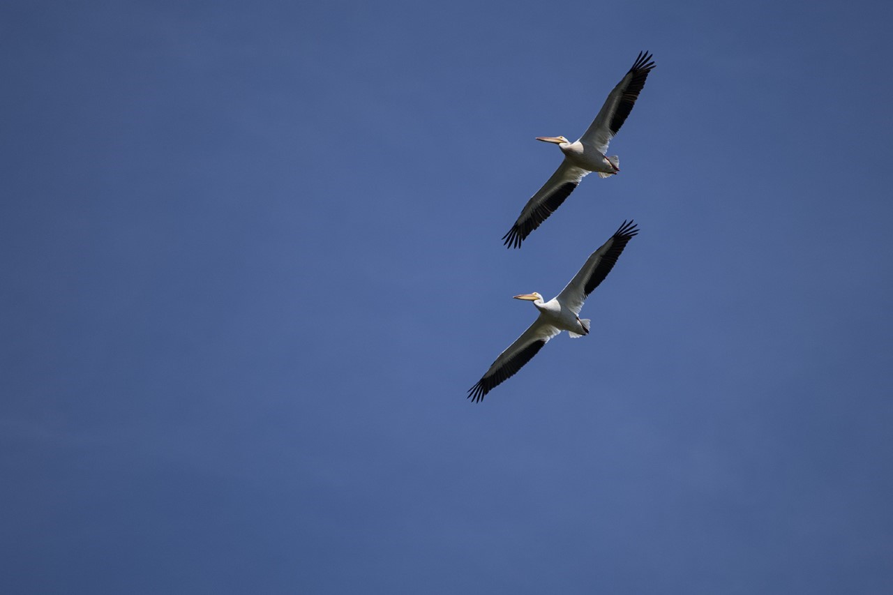 White Pelicans in Flight, 2021