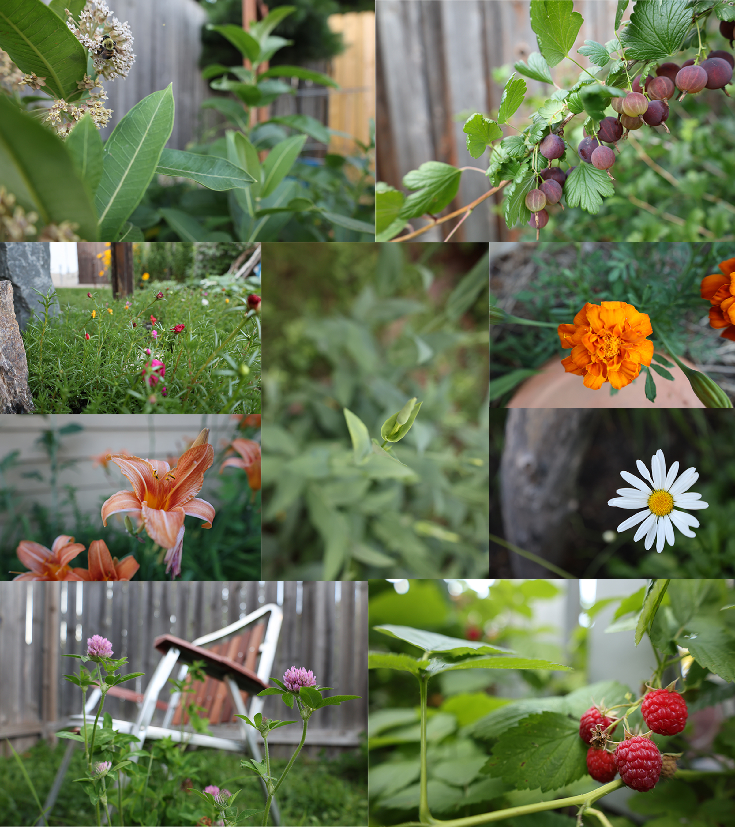 Healthy Soil in Bloom, 2025